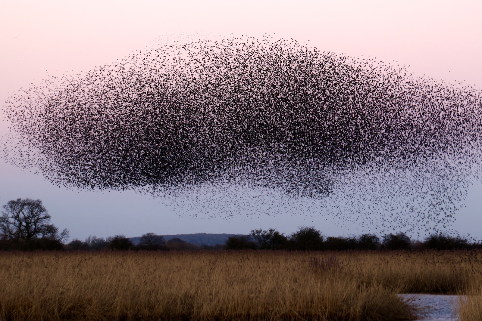 a large flock of birds flying over a field