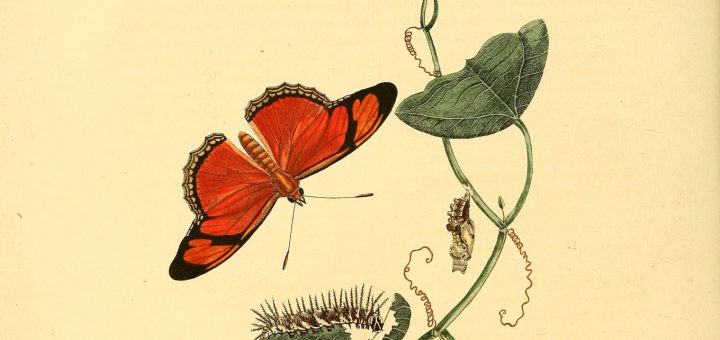 El Significado Espiritual de las Mariposas Rojas y Negras