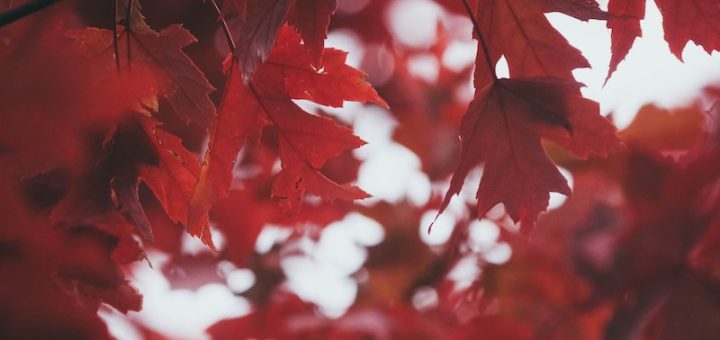 red maple tree