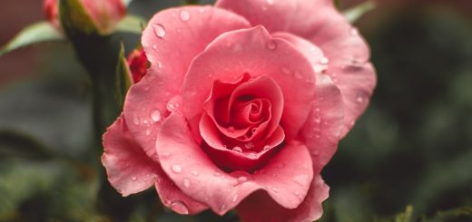 pink roses bloom with water drops