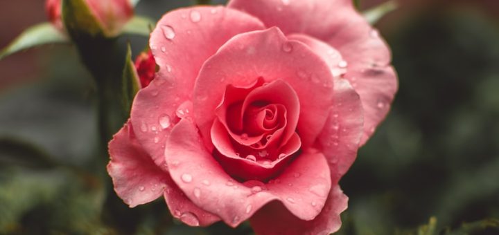 pink roses bloom with water drops