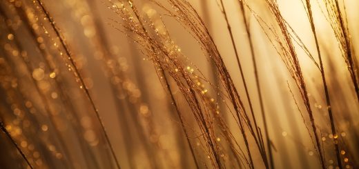 selective focus photography of brown grass at daytime