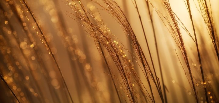 selective focus photography of brown grass at daytime