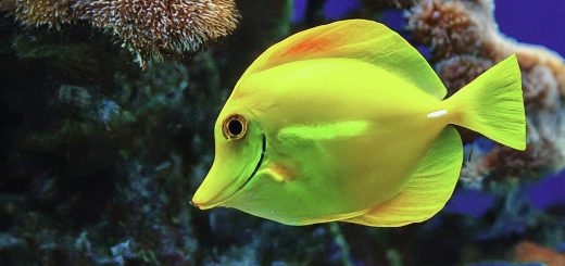 Yellow Tang Spirit Animal Meaning