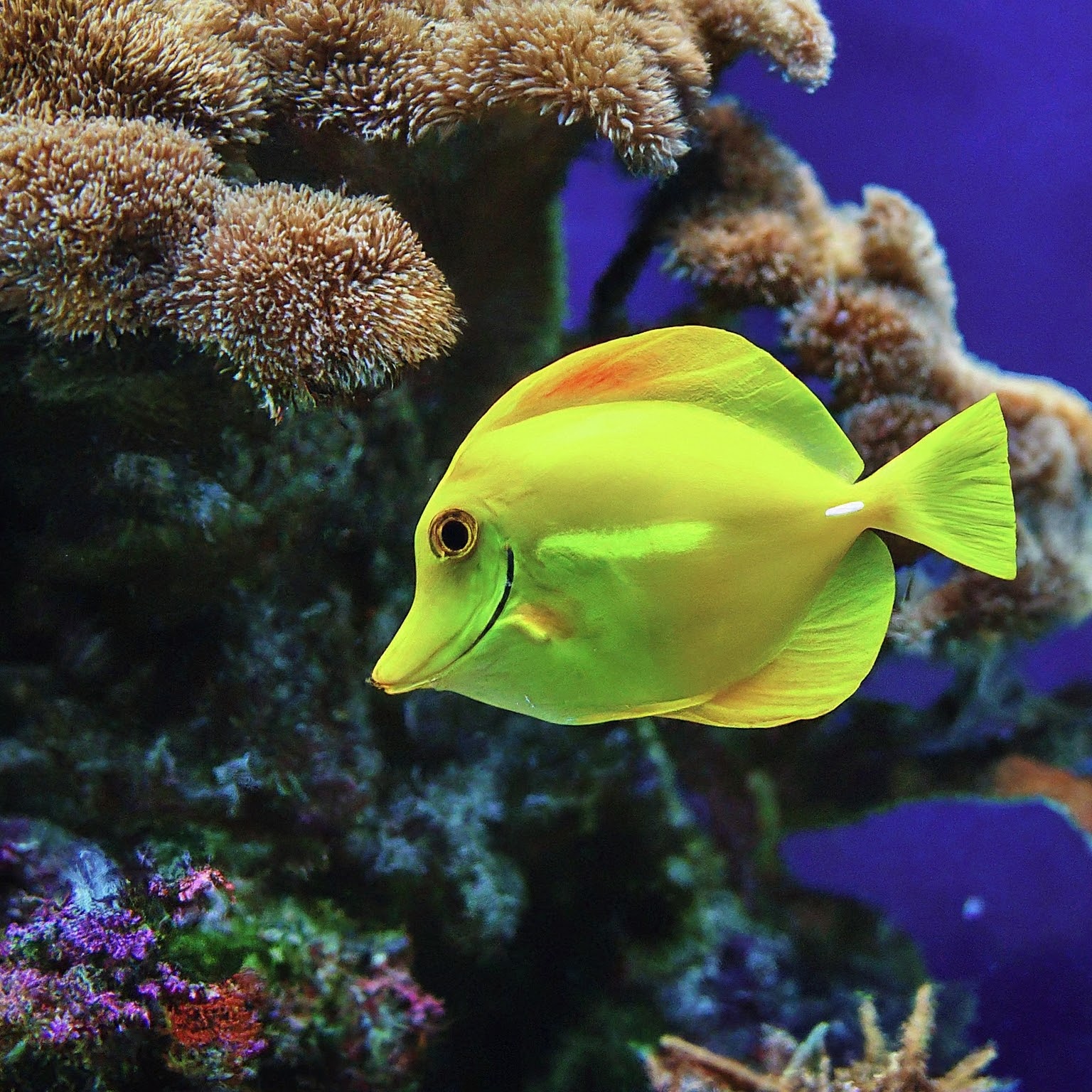 Yellow Tang Spirit Animal Meaning