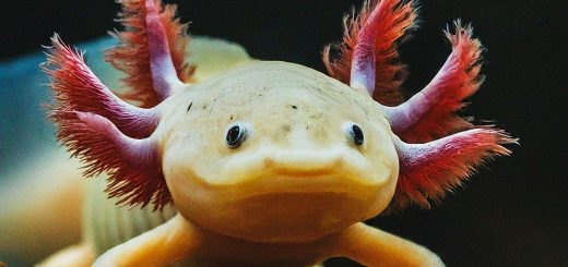 Axolotl Spirit Animal Meaning