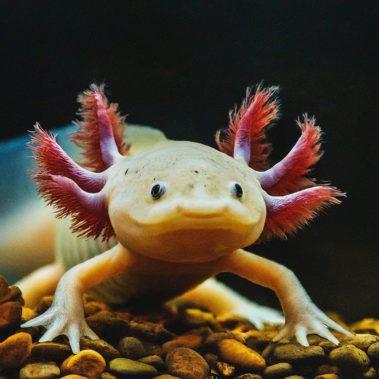 Axolotl Spirit Animal Meaning