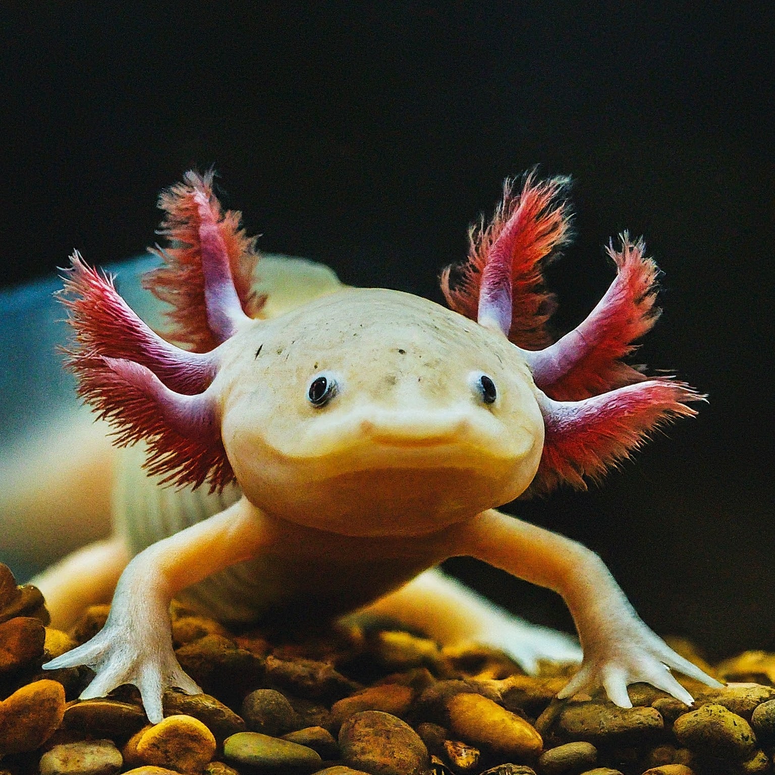 Axolotl Spirit Animal Meaning