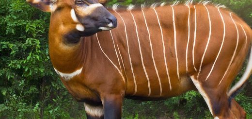 Bongo Spirit Animal Meaning