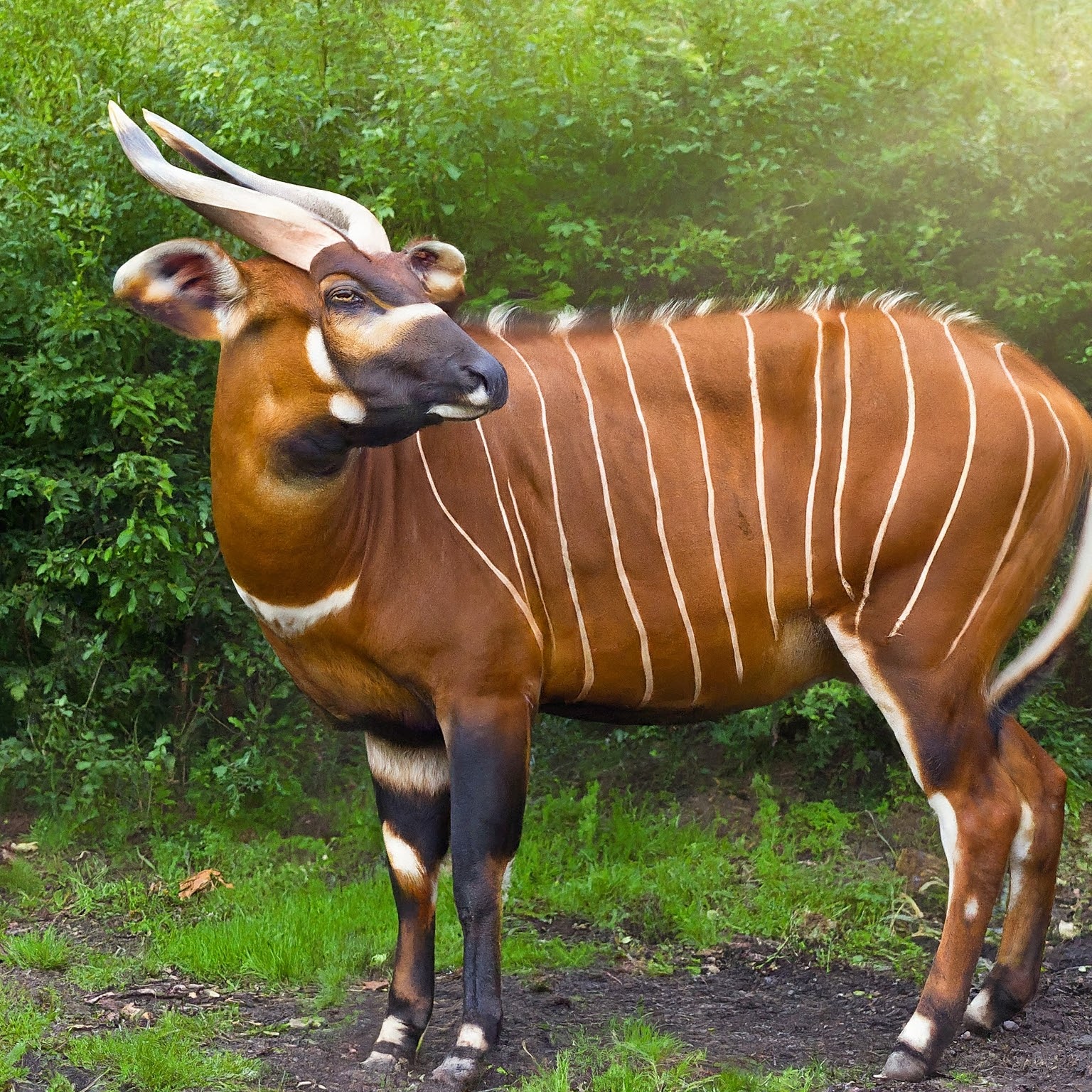 Bongo Spirit Animal Meaning