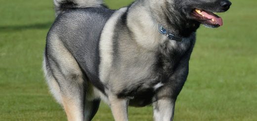 Elkhound Spirit Animal Meaning