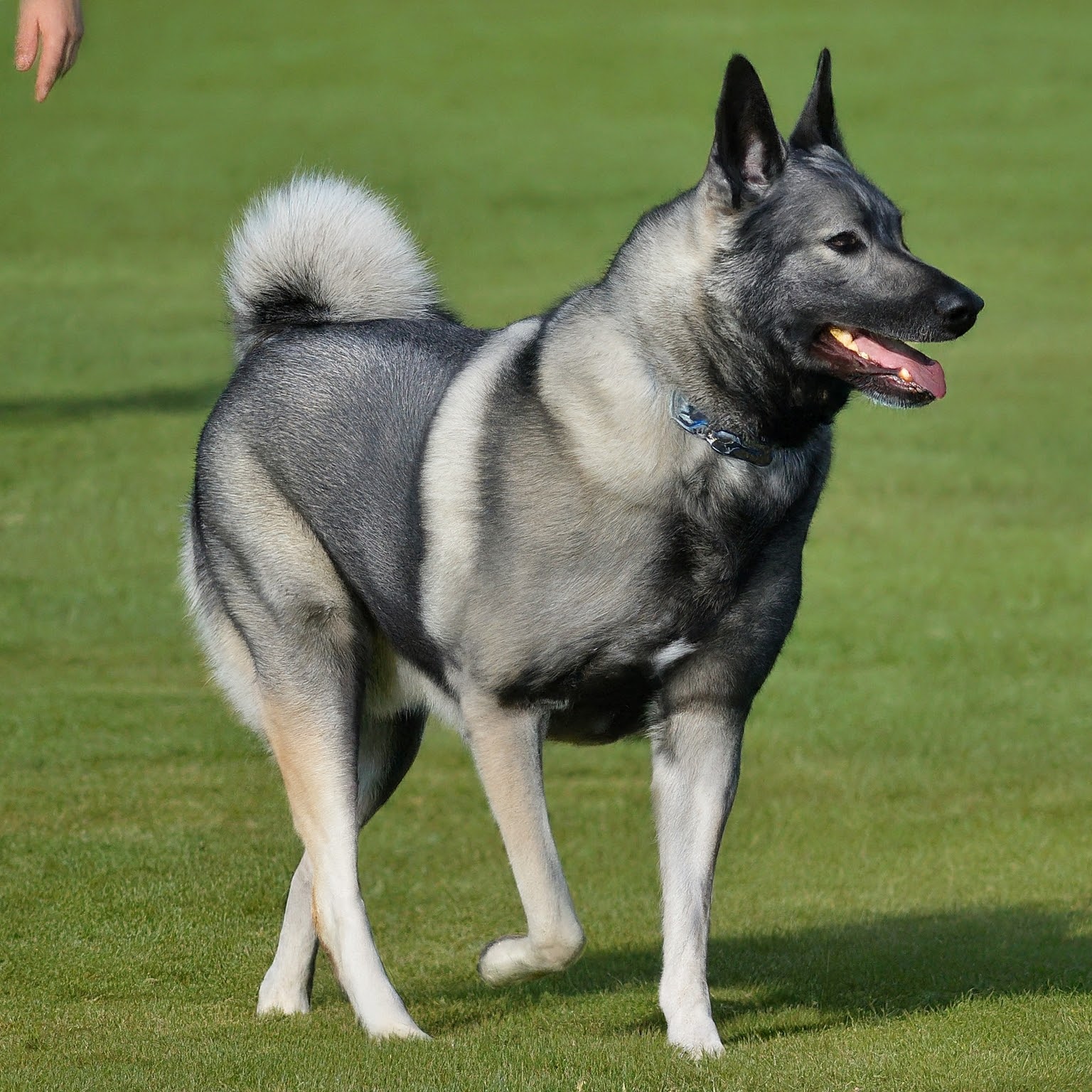 Elkhound Spirit Animal Meaning