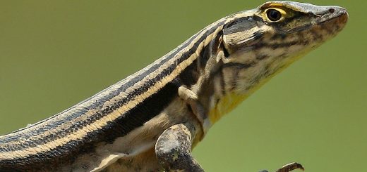 Whiptail Lizard Spirit Animal Meaning