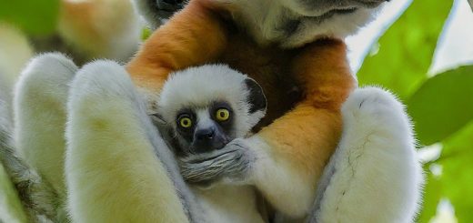 Sifaka Spirit Animal Meaning