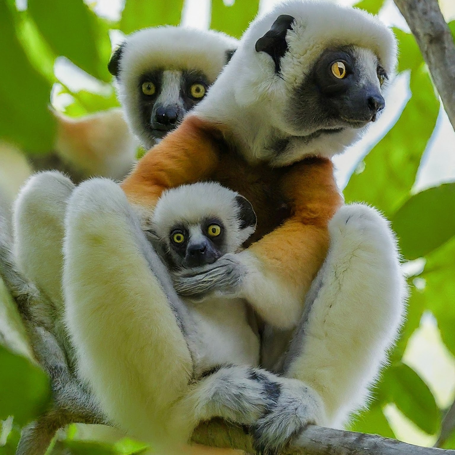 Sifaka Spirit Animal Meaning