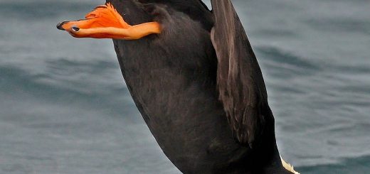 Tufted Puffin Spirit Animal Meaning