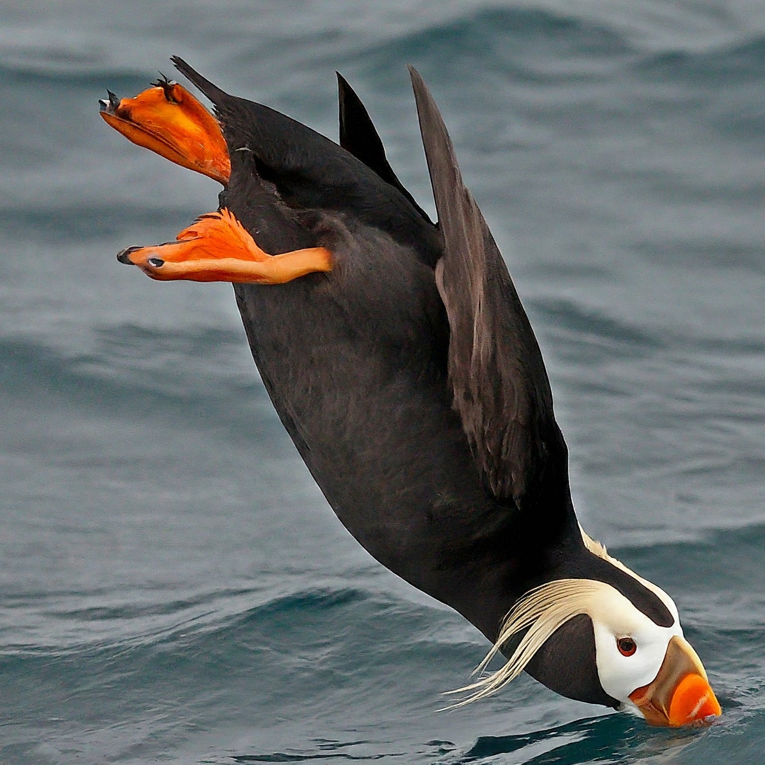 Tufted Puffin Spirit Animal Meaning