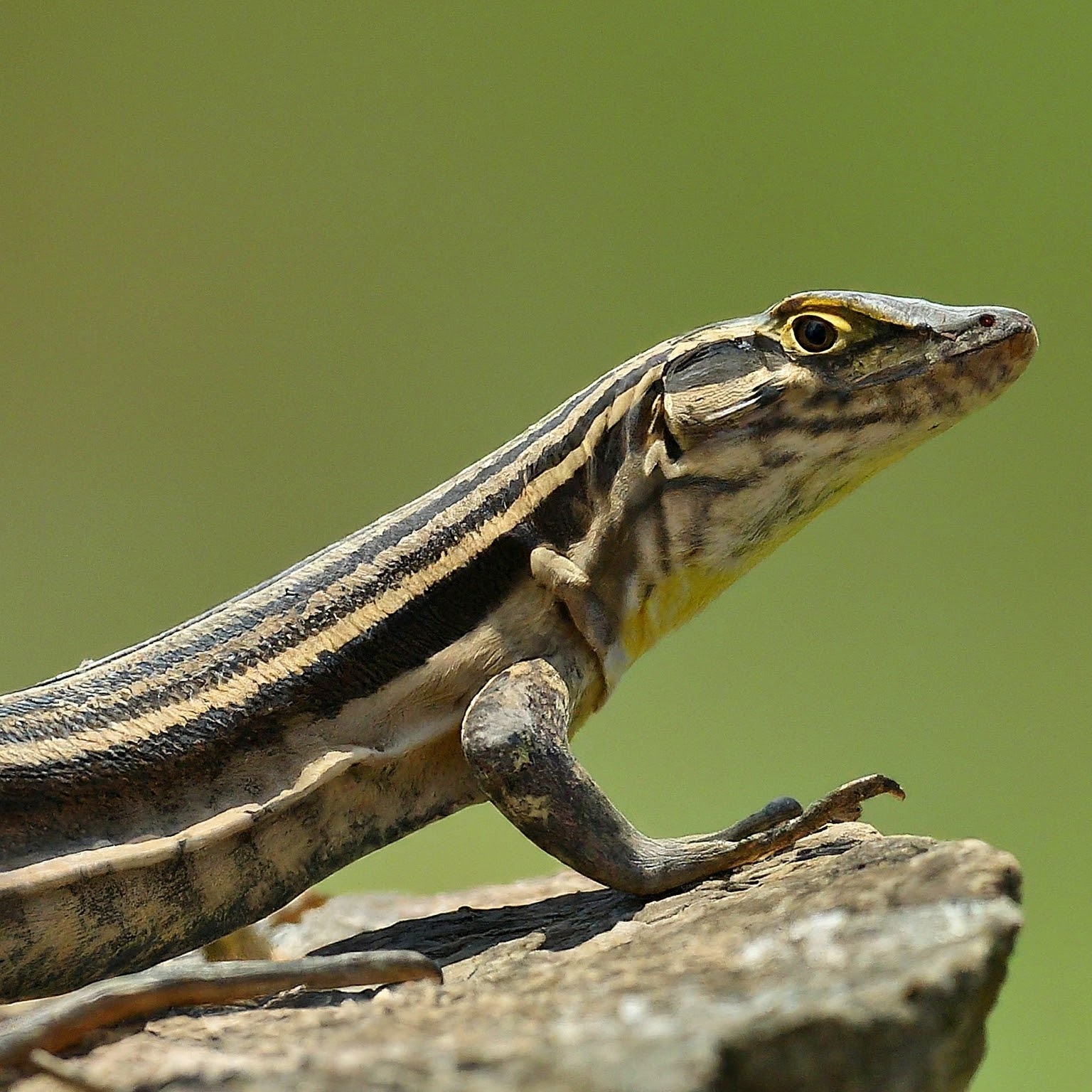 Whiptail Lizard Spirit Animal Meaning