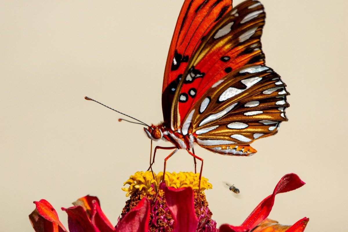 brown and black butterfly on red flower